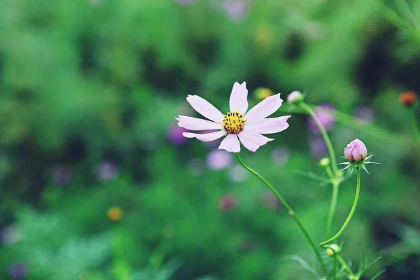 Είναι Ένα Λουλούδι Που Άνθισε Ένα Κορεάτικο Πάρκο — Φωτογραφία Αρχείου