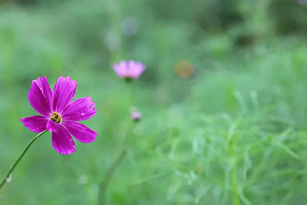 Det Blomma Som Blommade Koreansk Park — Stockfoto