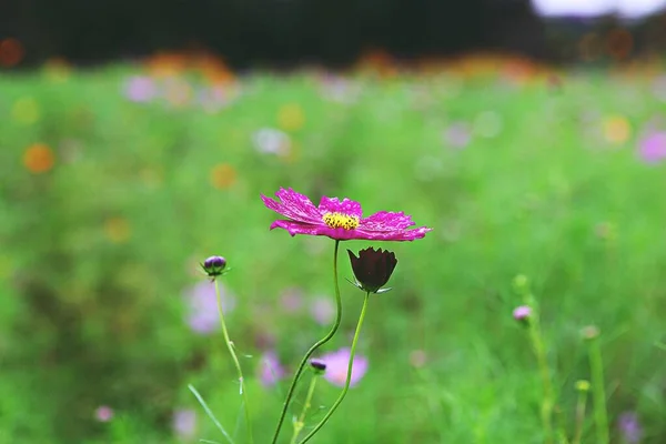 Ist Eine Blume Die Einem Koreanischen Park Blühte — Stockfoto