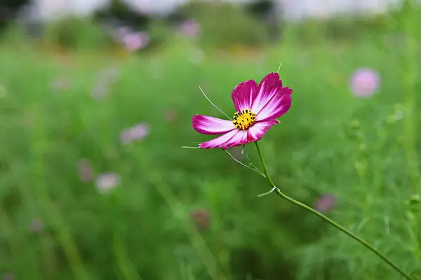 Det Blomma Som Blommade Koreansk Park — Stockfoto