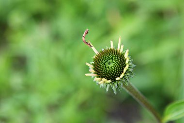 Kore parkında açan bir çiçek.