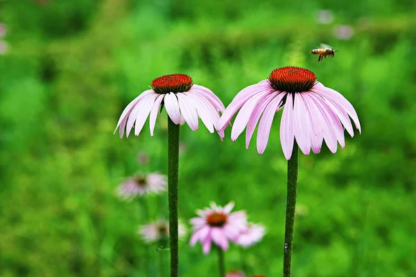 Uma Flor Que Floresceu Parque Coreano — Fotografia de Stock