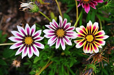 Kore parkında açan bir çiçek.