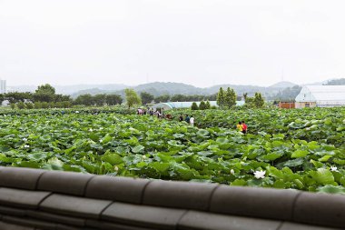 Kore parkında bir çiçek.
