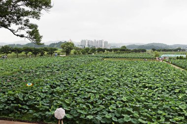 Kore parkında bir çiçek.