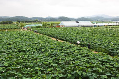 Kore parkında bir çiçek.