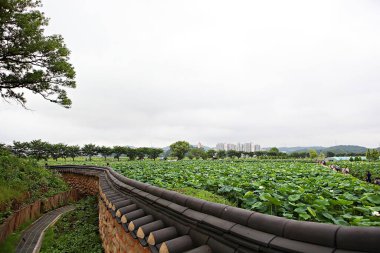 Kore parkında bir çiçek.