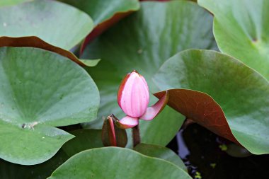 Kore parkında bir çiçek.