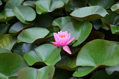 Kore parkında bir çiçek.