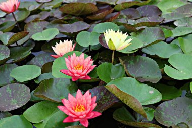 Kore parkında bir çiçek.