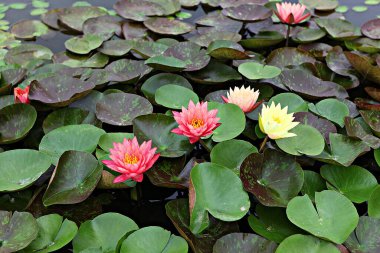 Kore parkında bir çiçek.