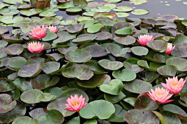 Kore parkında bir çiçek.