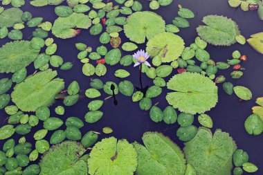 Kore parkında bir çiçek.