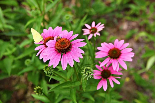 Ist Eine Blume Die Einem Koreanischen Park Blühte — Stockfoto