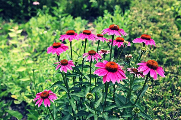 Flower Bloomed Korean Park — Stock Photo, Image