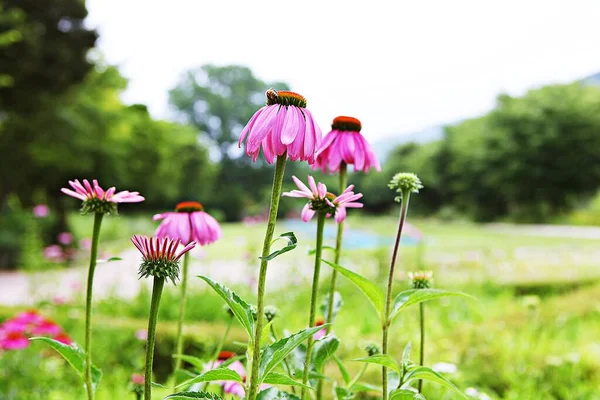 Una Flor Que Floreció Parque Coreano — Foto de Stock