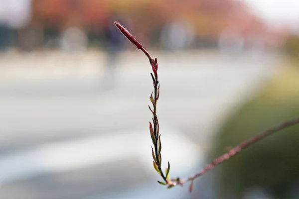 Uma Flor Que Floresceu Parque Coreano — Fotografia de Stock