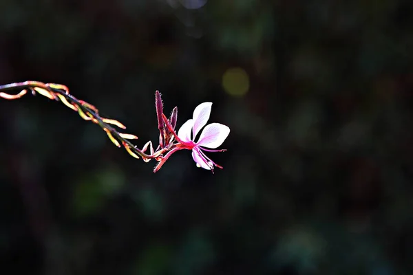 Kore Parkında Açan Bir Çiçek — Stok fotoğraf
