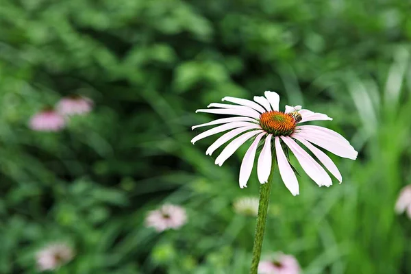 Цветок Который Расцвел Парке — стоковое фото