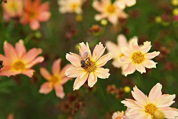 Una Flor Que Floreció Parque Coreano —  Fotos de Stock