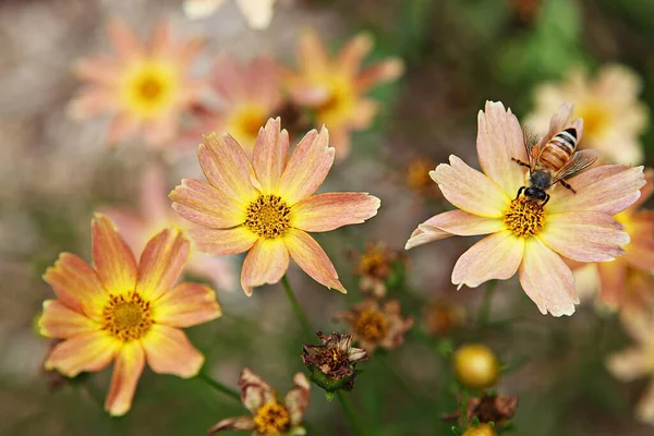 Una Flor Que Floreció Parque Coreano —  Fotos de Stock