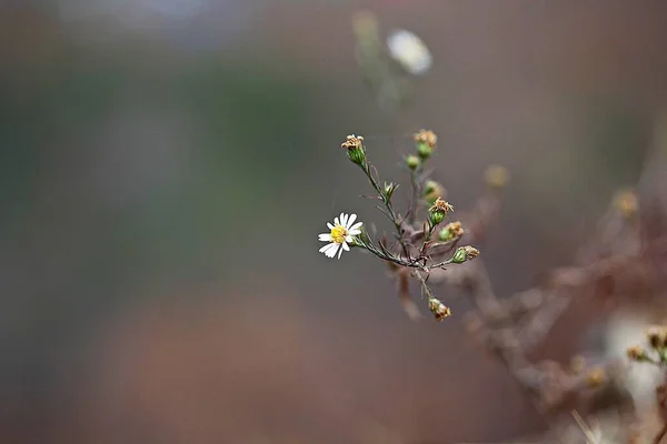 Flower Bloomed Korean Park — Stock Photo, Image