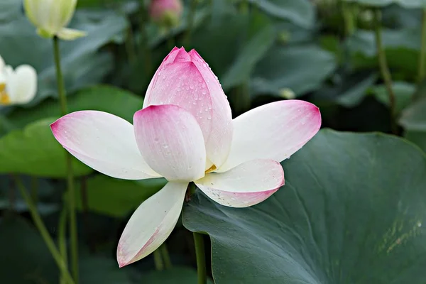 Jest Kwiat Który Kwitnął Koreańskim Parku — Zdjęcie stockowe
