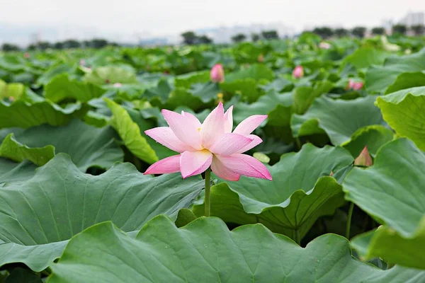 Est Une Fleur Dans Parc Coréen — Photo