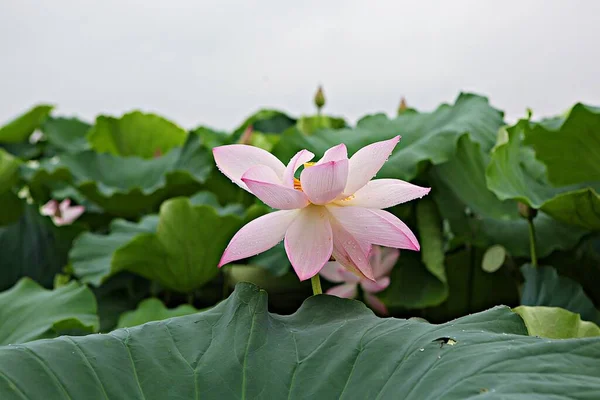 Квітка Парку Корея — стокове фото