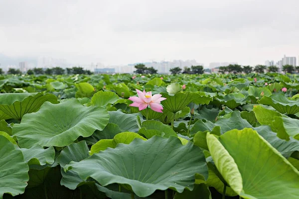 Una Flor Parque Coreano — Foto de Stock