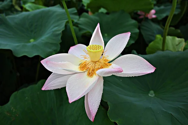 Flower Korean Park — стоковое фото