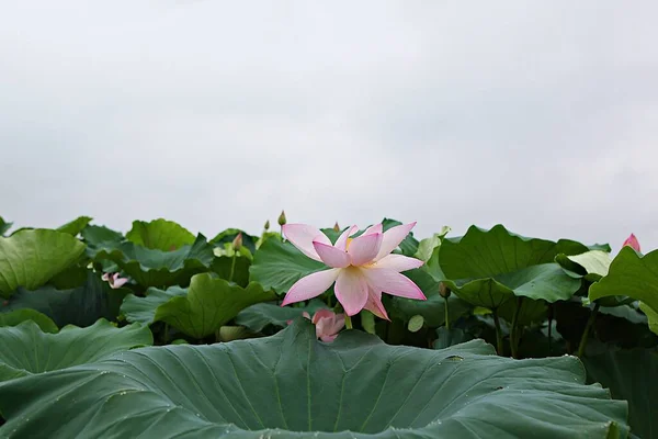 Una Flor Parque Coreano — Foto de Stock