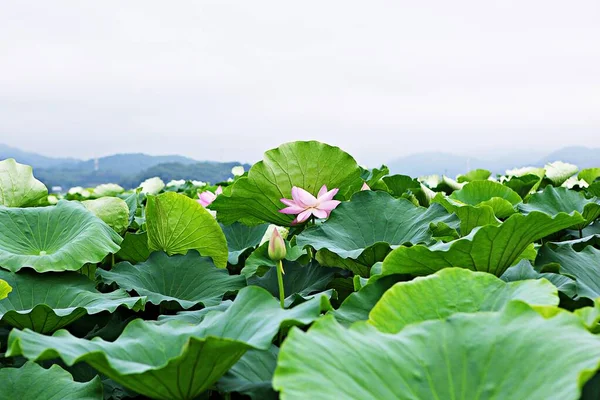 Det Blomma Koreanska Parken — Stockfoto