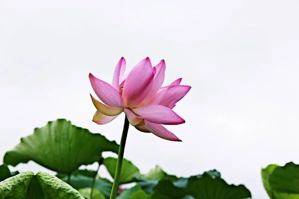 韓国公園内の花です — ストック写真