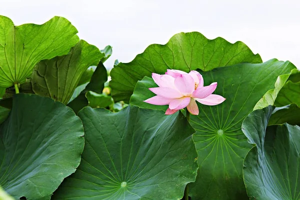 Una Flor Parque Coreano — Foto de Stock