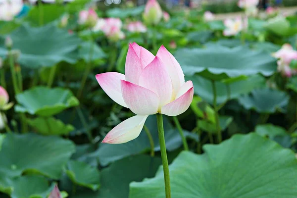 Una Flor Parque Coreano — Foto de Stock