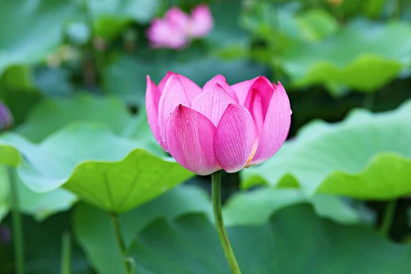 韓国公園内の花です — ストック写真