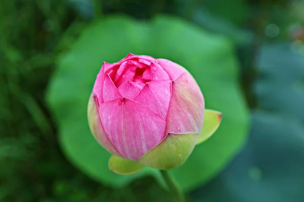 韓国公園内の花です — ストック写真