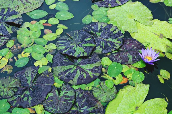 Det Blomma Koreanska Parken — Stockfoto