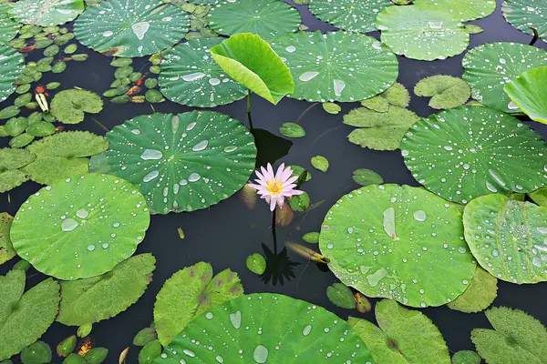 Det Blomma Koreanska Parken — Stockfoto