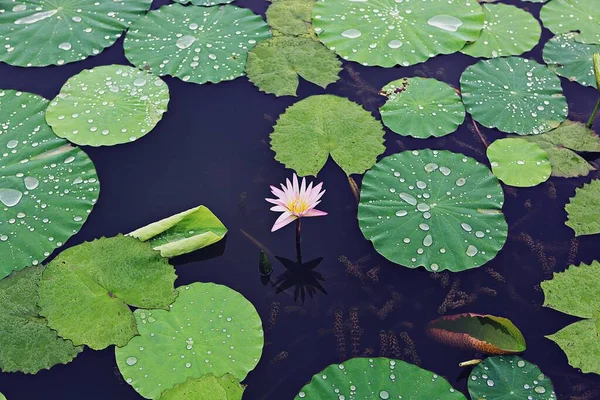 Det Blomma Koreanska Parken — Stockfoto