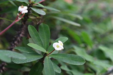 Kore parkında bir çiçek.
