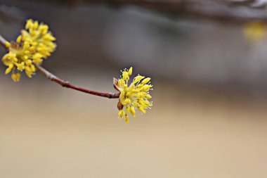Kore parkında bir çiçek.