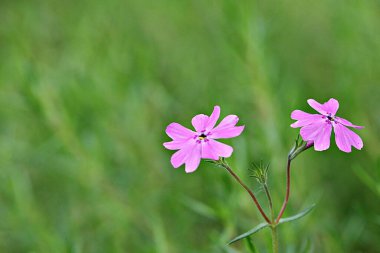 Kore parkında bir çiçek.