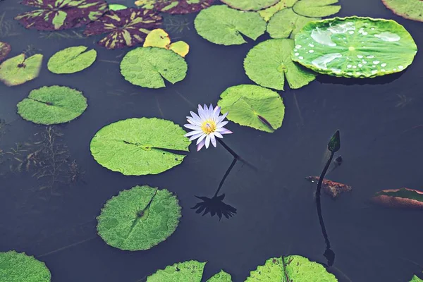 Uma Flor Parque Coreano — Fotografia de Stock