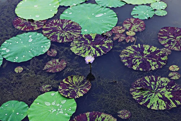 Uma Flor Parque Coreano — Fotografia de Stock