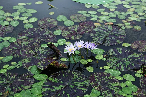 Květina Korejském Parku — Stock fotografie