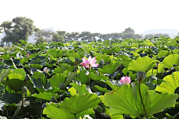 这是韩国公园里的一朵花 — 图库照片