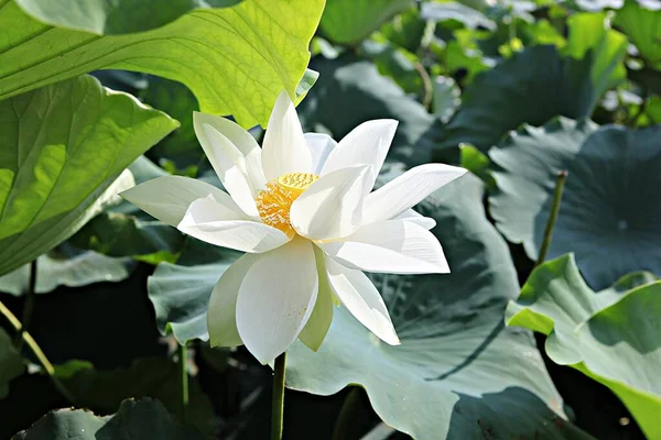 Una Flor Parque Coreano — Foto de Stock