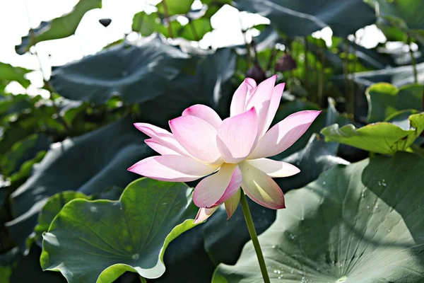 韓国公園内の花です — ストック写真